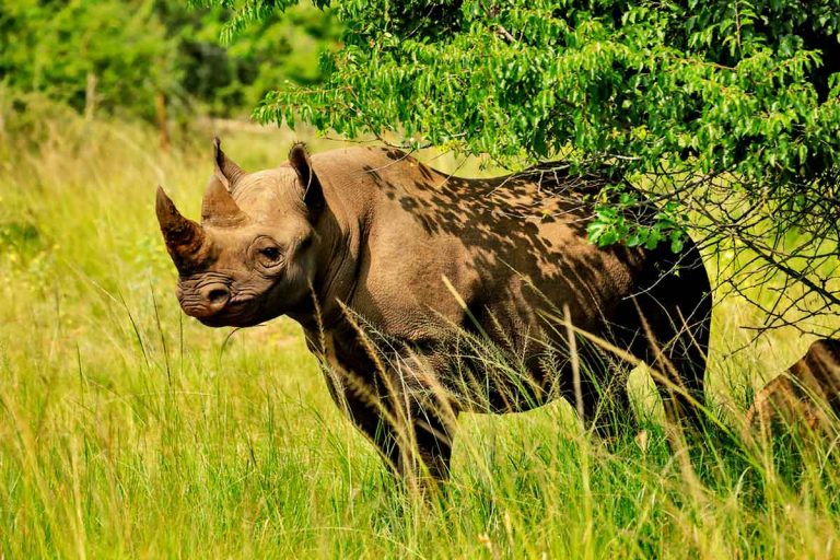 The Most Beautiful Places to See Animals in Nature