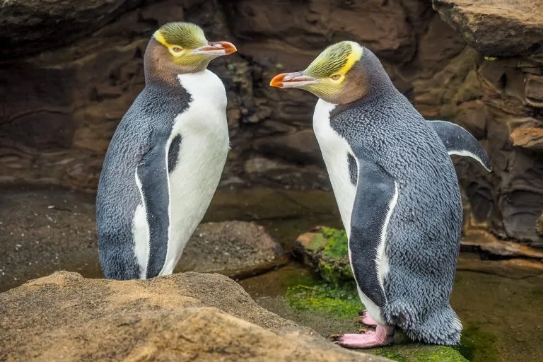 Penguins in Dunedin: A Charming Encounter with Nature