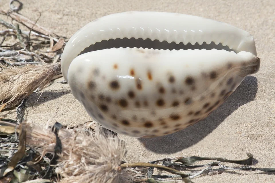 A Cowrie Shell