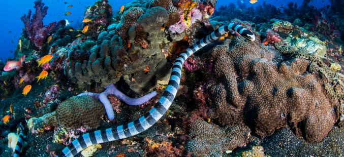Andaman Islands Coral Reefs
