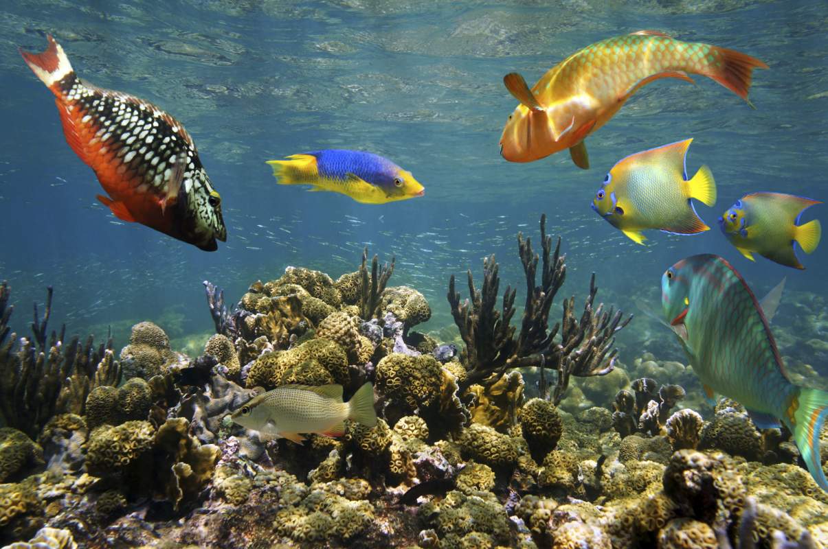 Coral Reef at Tayrona