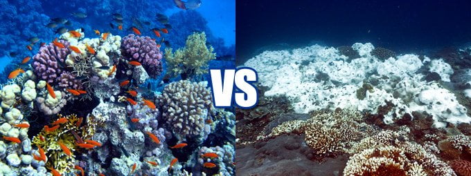 Coral Bleaching