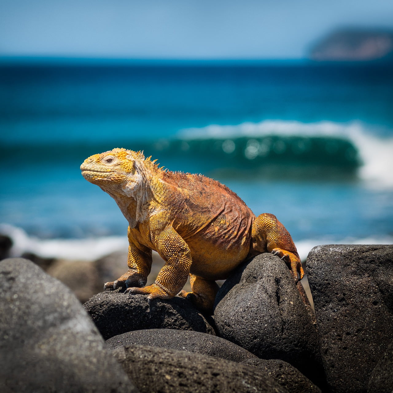 Galapagos Aquatic Iguana