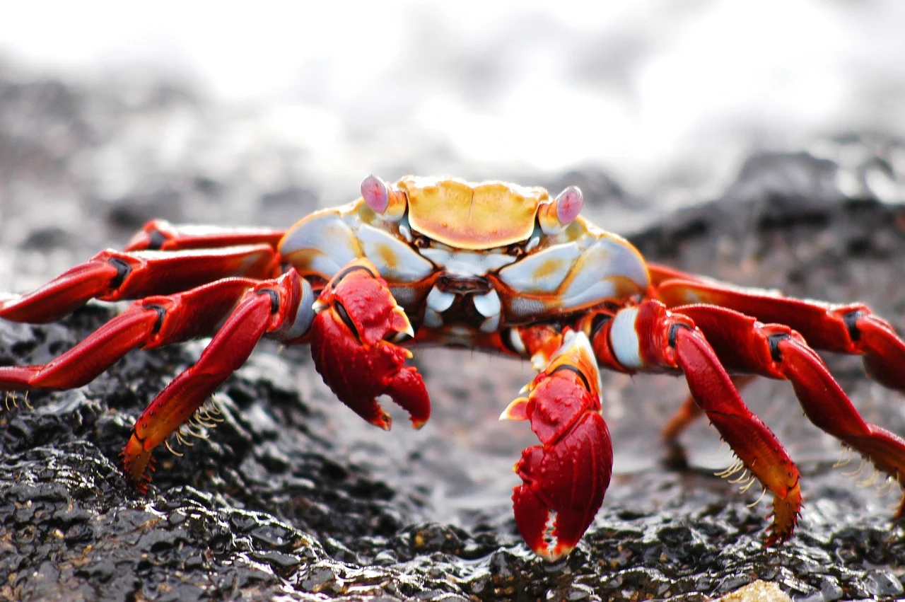 Galapagos Crab