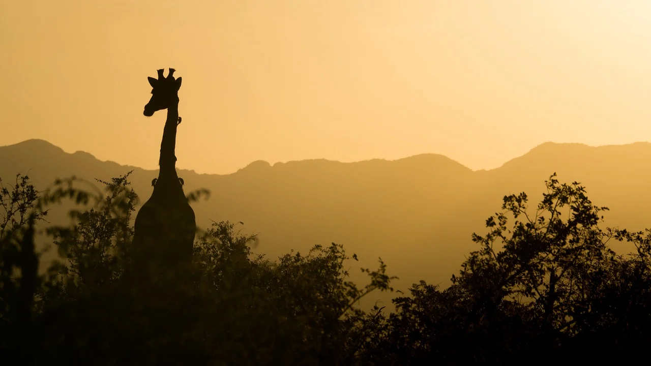 Giraffe in South Africa