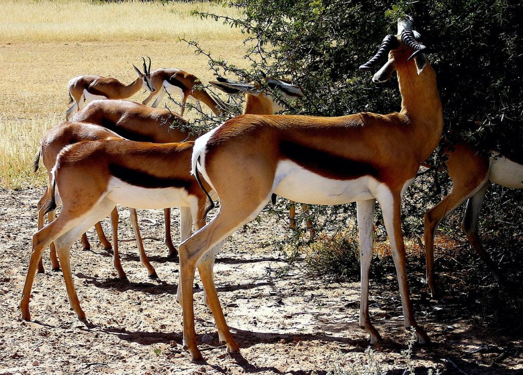 Kalahari Desert