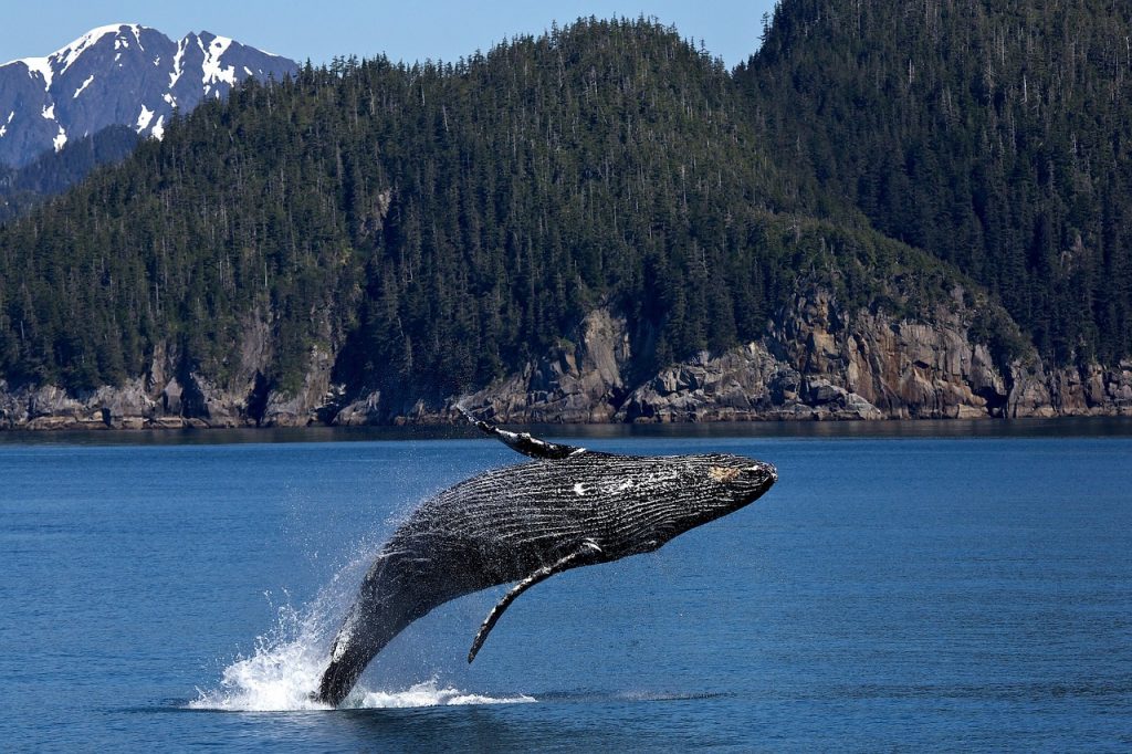 Kenai Peninsula Alaska