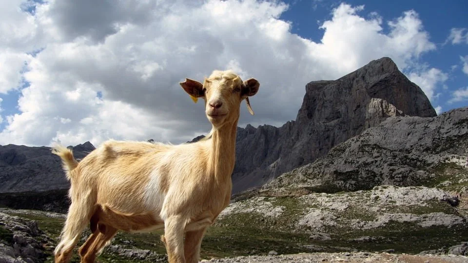 Picos De Europa Goat
