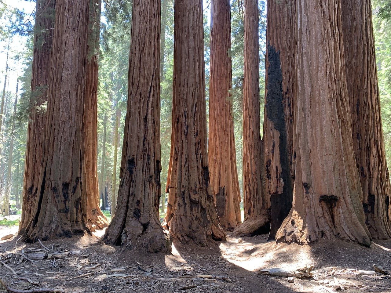 Sequoia Groves