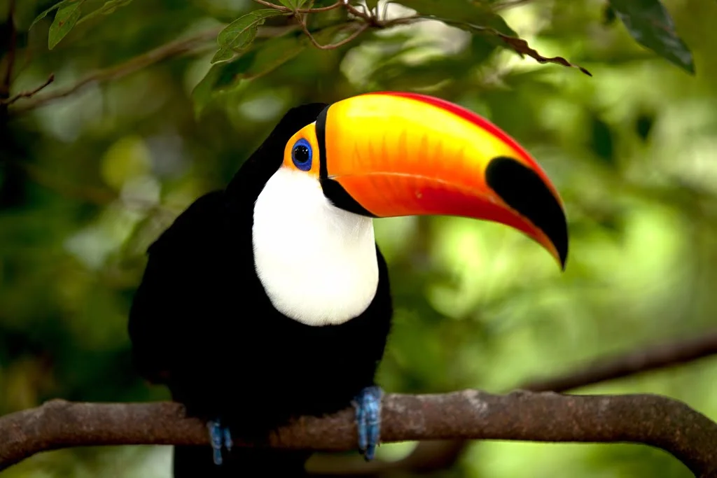 Tayrona Natural Park birds