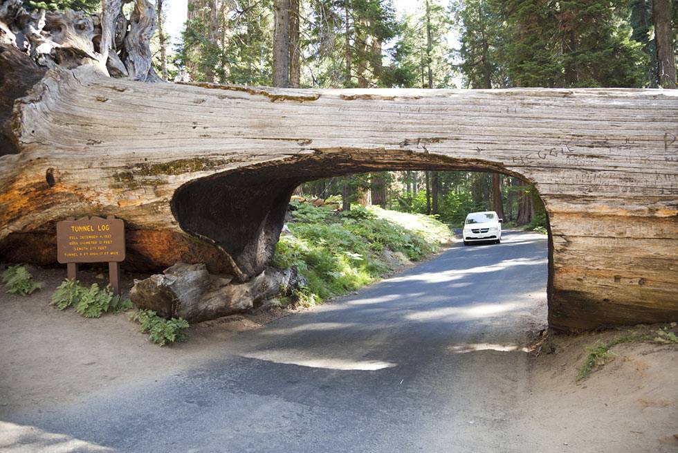Tunnel log