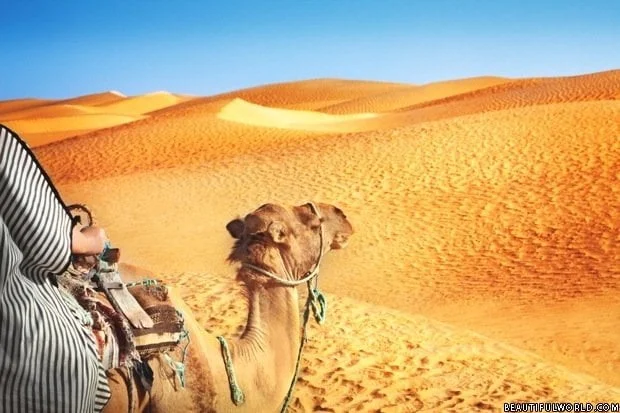 camel-sahara-desert