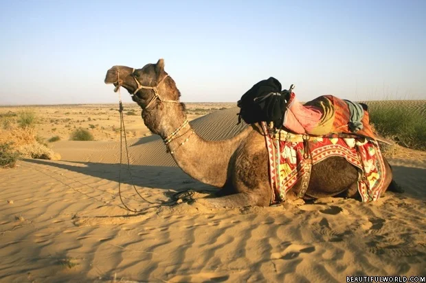 camel-thar-desert