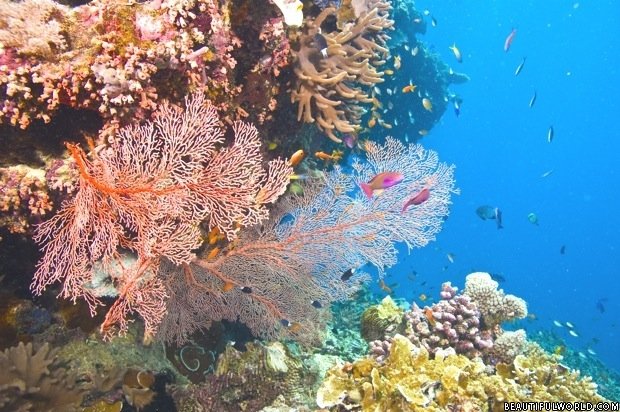 coral-great-barrier-reef