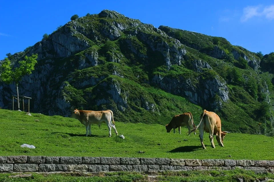 Lush Foothills