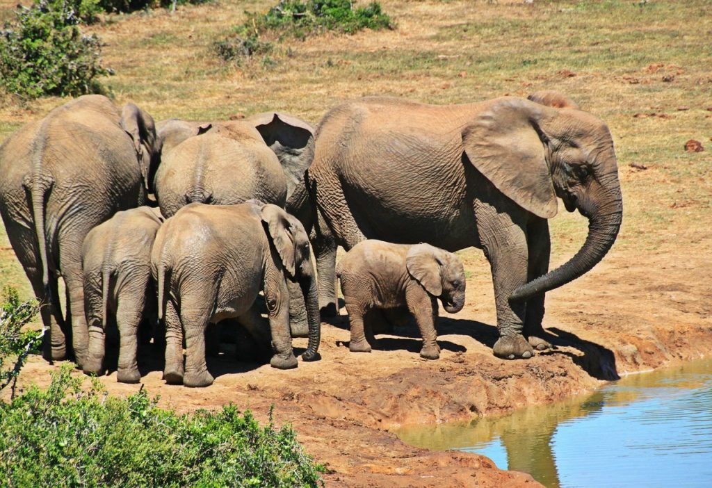 Elephants in Kruger National Park