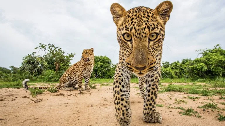 Sustainable Wildlife Photography: Ethics and Best Practices