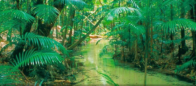 fraser-island-forest