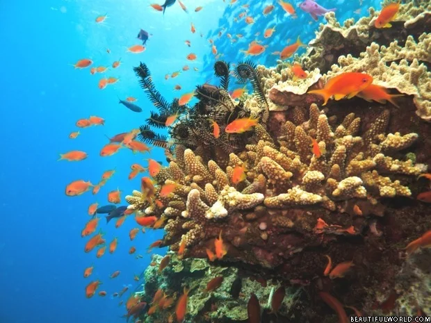 Great Barrier Reef