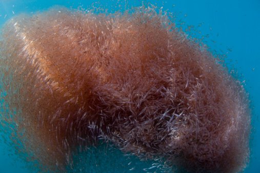 Krill (Thysanoessa spinifera), Nine-mile Bank, San Diego, California, USA