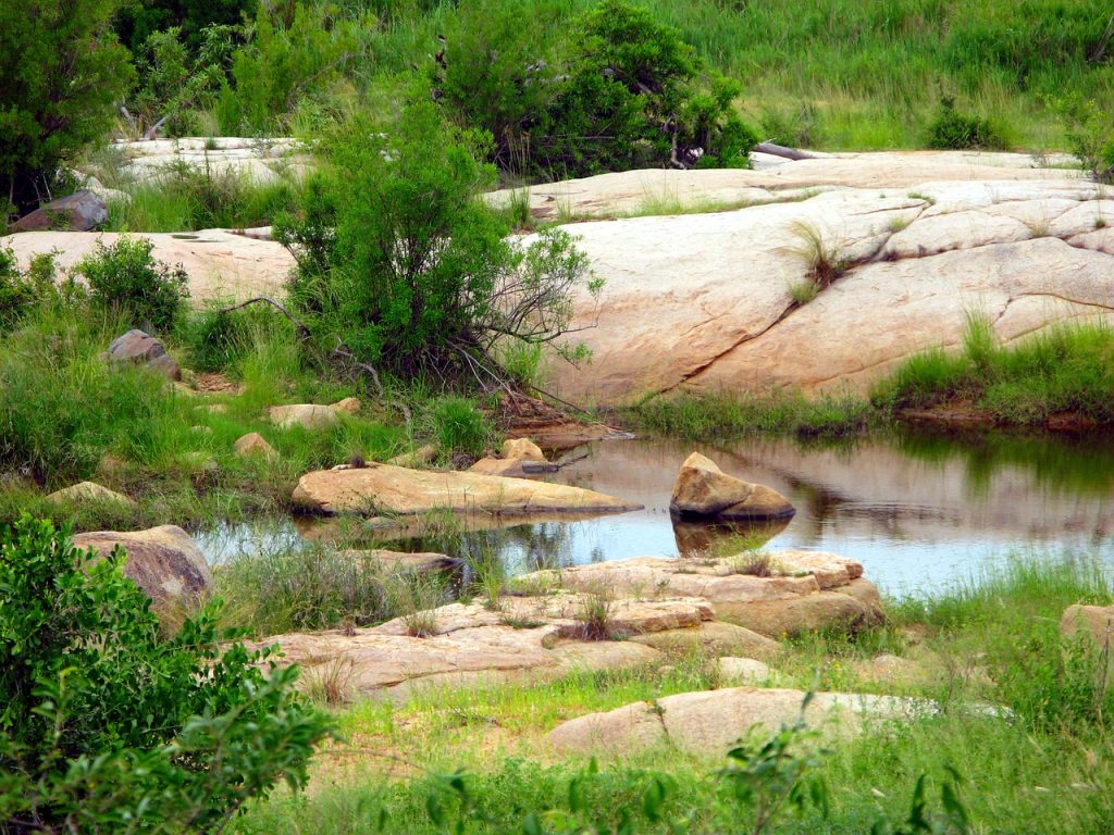 Sub Tropical Kruger