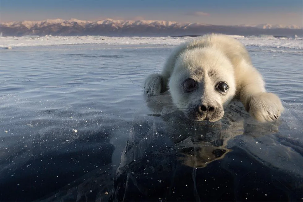 Baikal freshwater seal