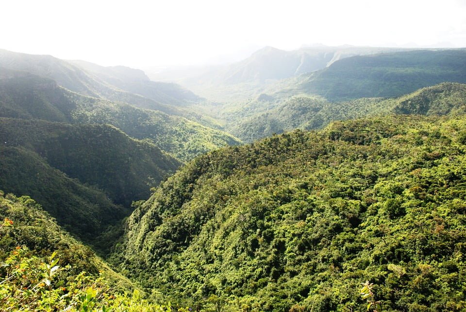 Mauritius' forest
