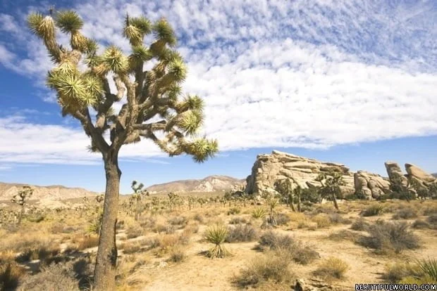 mojave-desert