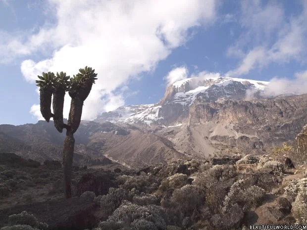 mount-kilimanjaro-giant-lobelia