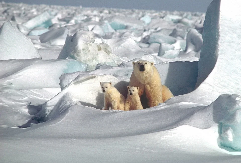 Polar Bears inhabit the Arctic Circle