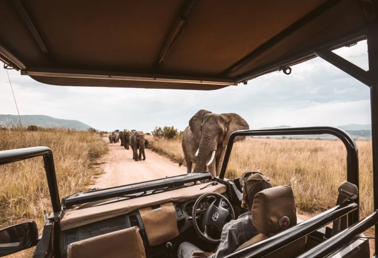 Discover The Benefits of Going On A Safari During Winter