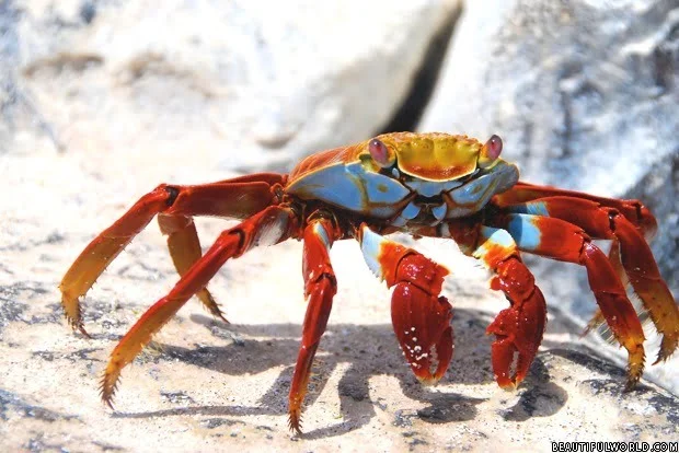 sally-lightfoot-crab-galapagos