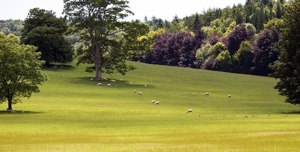 South Downs Rolling Hills