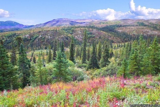 Denali National Park