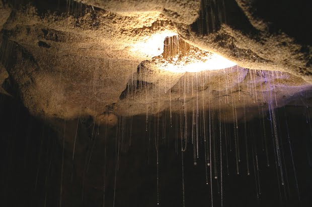 Waitomo Caves