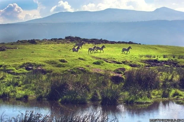 zebras-ngorongoro-crater