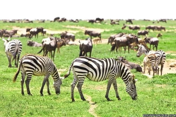 Serengeti National Park